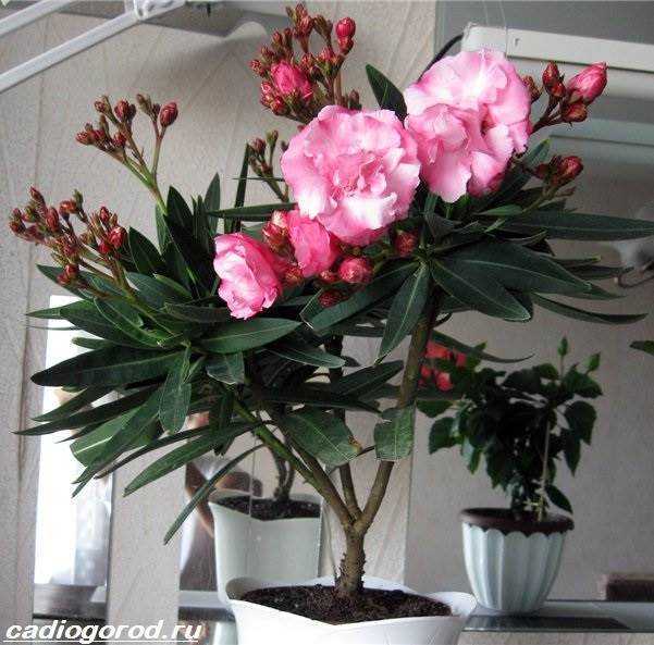 Ядовитое растение олеандр: посадка и уход в домашних условиях, фото