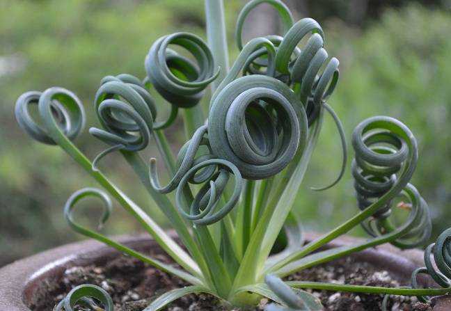 Альбука спиральная: особенности, размножение и уход, фото цветка