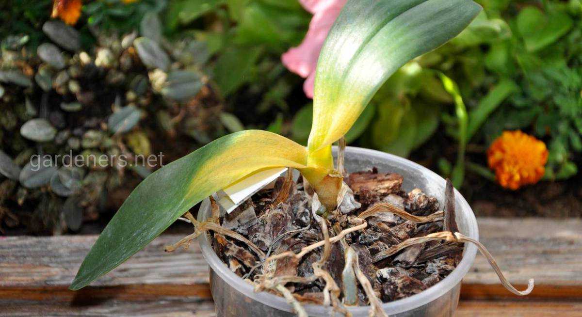 Как избежать болезней орхидей? советы по лечению и профилактике