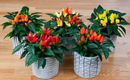 Температура для комнатных растений: комфортная температура для домашних цветов