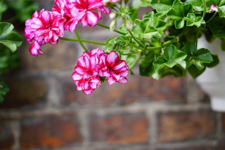 Особенности и рекомендации по уходу за геранью в домашних условиях и в саду. как добиться цветения?