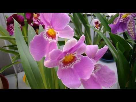 Орхидея мильтония: описание растения и его популярных сортов, фото, инструкция по уходу в домашних условиях русский фермер