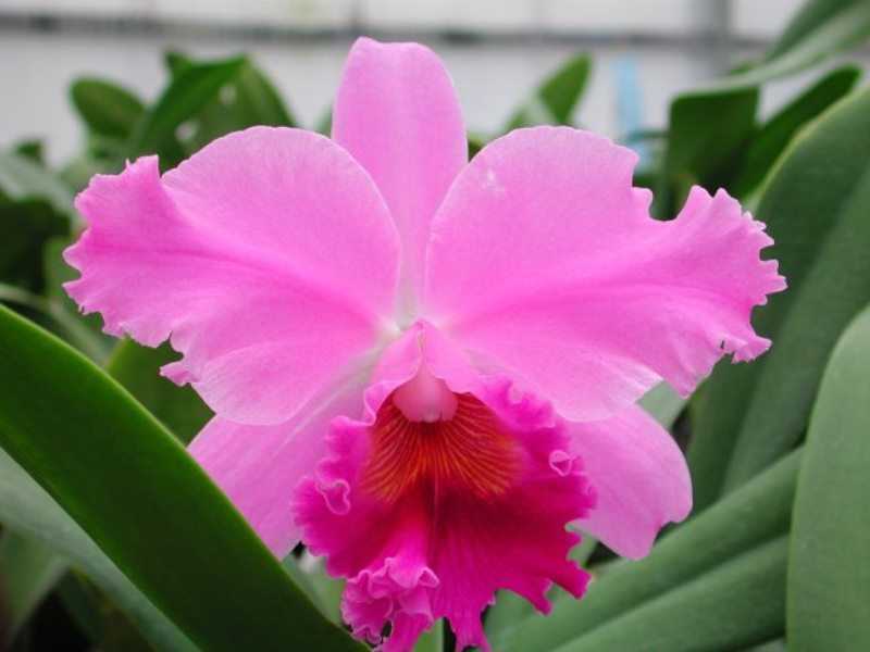 Орхидея каттлея: как выглядит и как правильно ухаживать - Проект "Цветочки" - для цветоводов начинающих и профессионалов