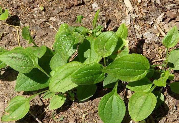 Эхинацея: посадка и уход, выращивание из семян в открытом грунте