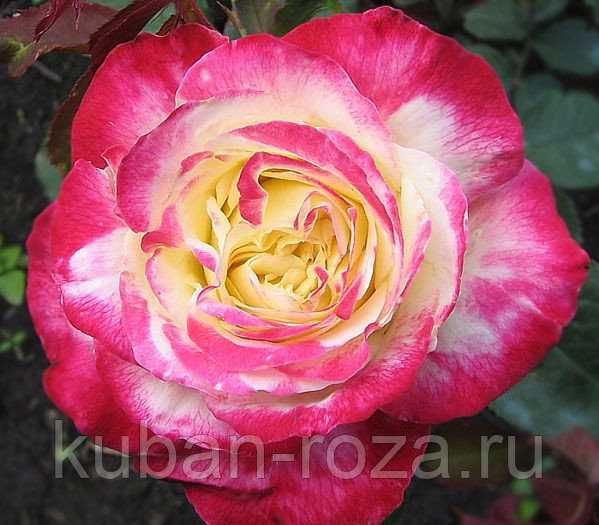 Желтая роза флорибунда артур белл: описание с фото, особенности выращивания и ухода
