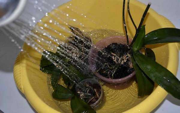 Щитовник - фото растения, описание мужского папоротника, уход, размножение