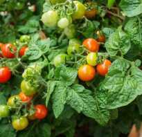 Богатый урожай помидоров круглый год! как правильно выращивать томаты дома на подоконнике?