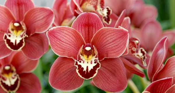 Орхидея мильтония уход в домашних условиях, фото