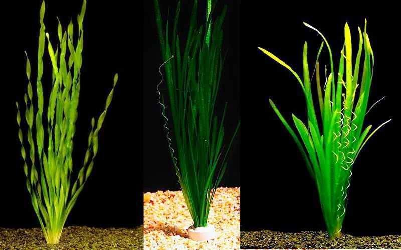 Валлиснерия - аквариумное растение - фото, описание видов, содержание в аквариуме, кормление и совместимость с рыбками