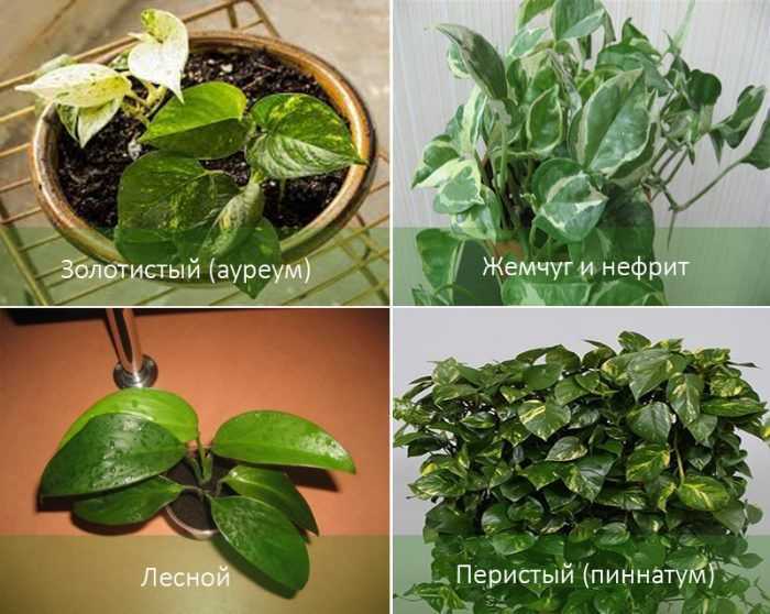 Эпипремнум - комнатная лиана - выращивание, уход, лечение