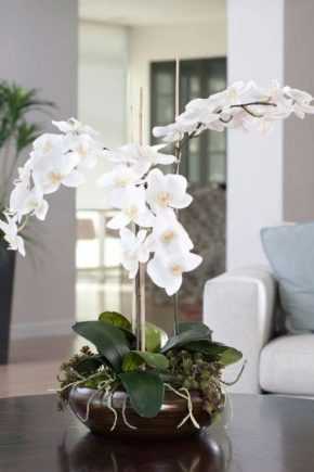 Сорта орхидей для домашнего выращивания