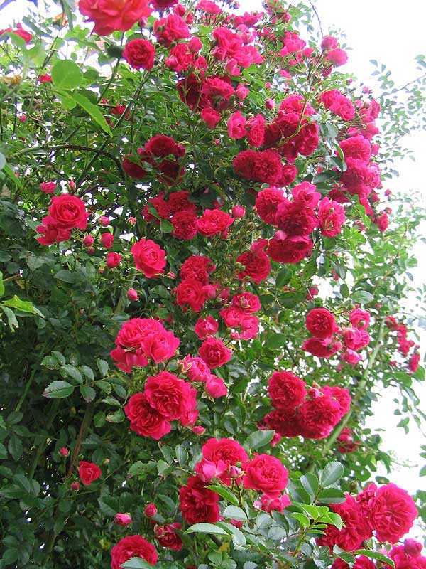 Обрезка роз весной: правила, советы, рекомендации