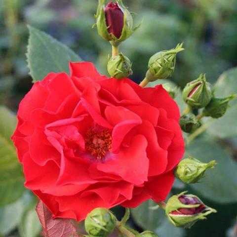 О розе samba: описание и характеристики сорта, выращивание розы флорибунда