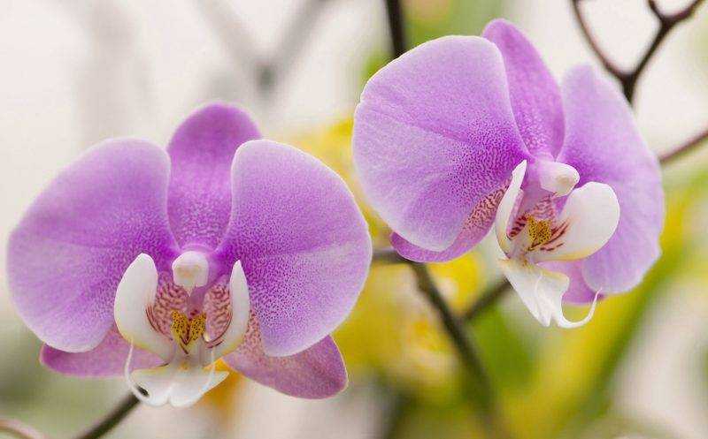 Если вам подарили орхидею в горшке — как за ней ухаживать?