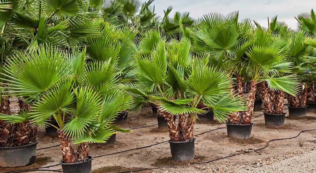 Уход за пальмой вашингтония в домашних условиях: выращивание из семян, виды