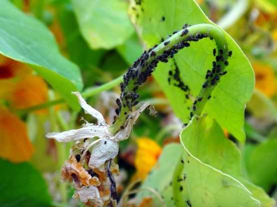 Тля является одним из наиболее распространенных вредных насекомых Поэтому нередко у цветовода может возникнуть вопрос, как быстро устранить тлю, появившуюся на домашнем растении