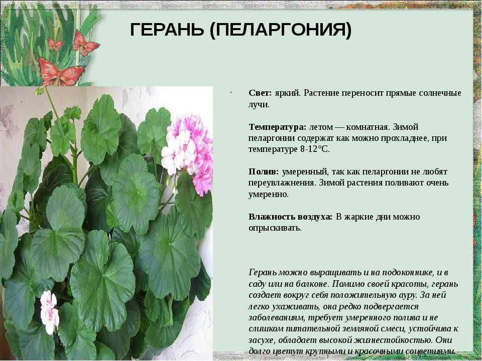 Домашние кактусы (95 фото) - названия видов, уход, выращивание, как поливать