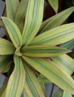 Орхидеи дендробиум: описание видов и уход