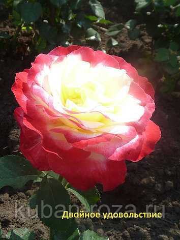 Дабл Делайт – яркий представитель чайно-гибридных видов роз двухцветной окраски Отличается продолжительным, обильным цветением, крупным размером цветов и
