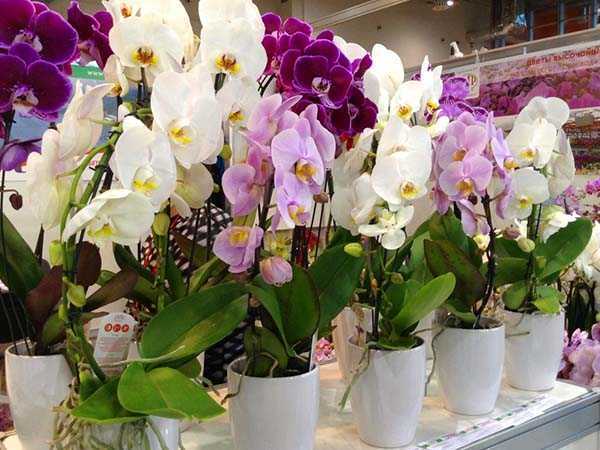 Горшки для орхидей (54 фото): какой горшок нужен для орхидей? каким он должен быть и как его выбрать? лучшие большие прозрачные стеклянные модели