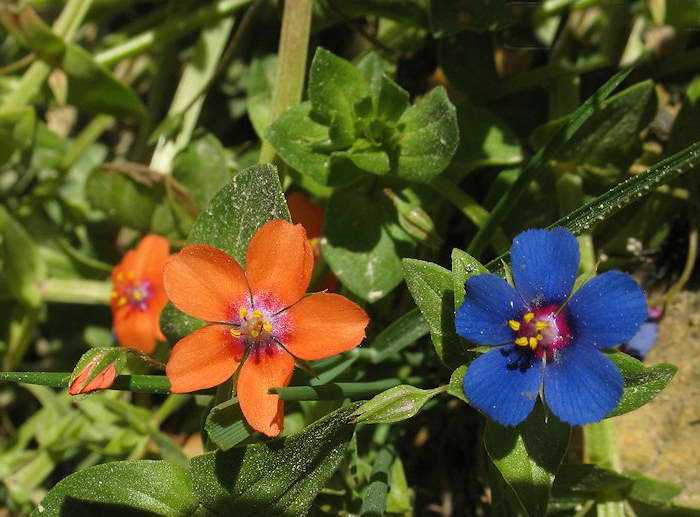 Анагаллис (очный цвет): фото цветка, выращивание, посадка и уход
