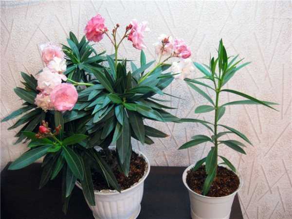 Ядовитые комнатные растения - фото и названия
