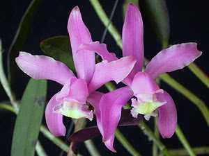 Необычные каскадные орхидеи: описание и уход в домашних условиях