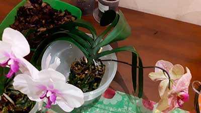Когда лучше пересаживать орхидею, и для чего это делается Пошаговая инструкция пересадки орхидеи после цветения Требования к емкости и субстрату Уход за