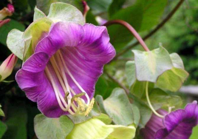 Цветок кобея – выращивание из семян. посадка и уход за кобеей. описание, виды, фото