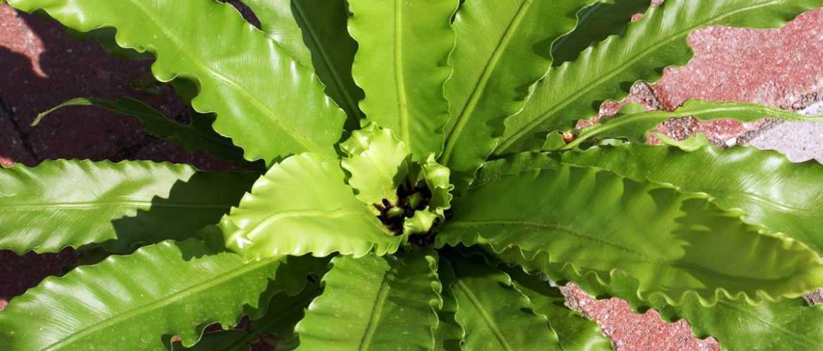 Декоративно-лиственное растение асплениум (Asplenium) относится к семейству Костенцовые и является папоротником Оно пользуется довольно большой популярностью у цветоводов