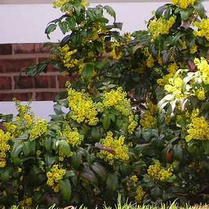 Растение магония (Mahonia) представлено кустарниками и деревьями и относится к семейству барбарисовые Магонию в диких условиях можно повстречать в восточных и центральных областях Азии