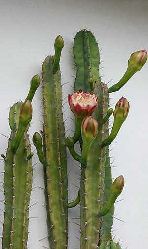 Всё о кактусе эпифиллум. популярные виды с фото. уход