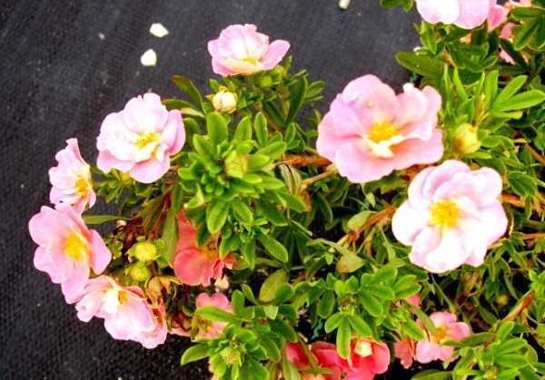 Лапчатка кустарниковая: выращивание для радости и уюта - проект "цветочки" - для цветоводов начинающих и профессионалов