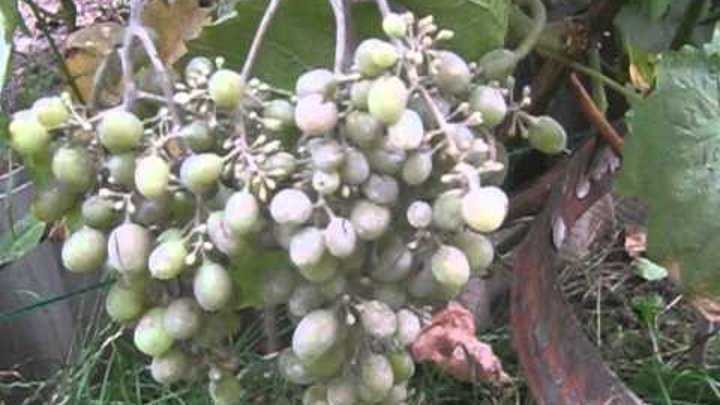Оидиум винограда: описание болезни и меры борьбы с настоящей мучнистой росой