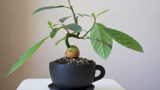 Секреты выращивания авокадо в домашних условиях — ботаничка.ru