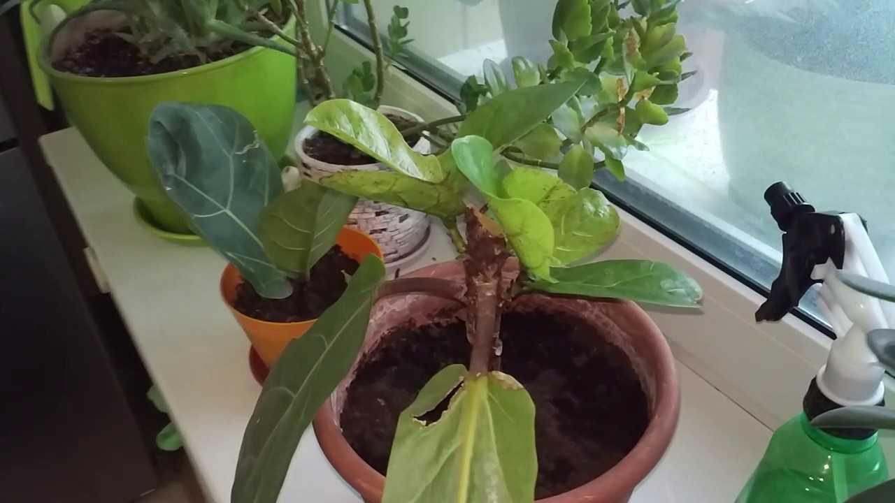 Размножение фикусов в домашних условиях черенками и листьями