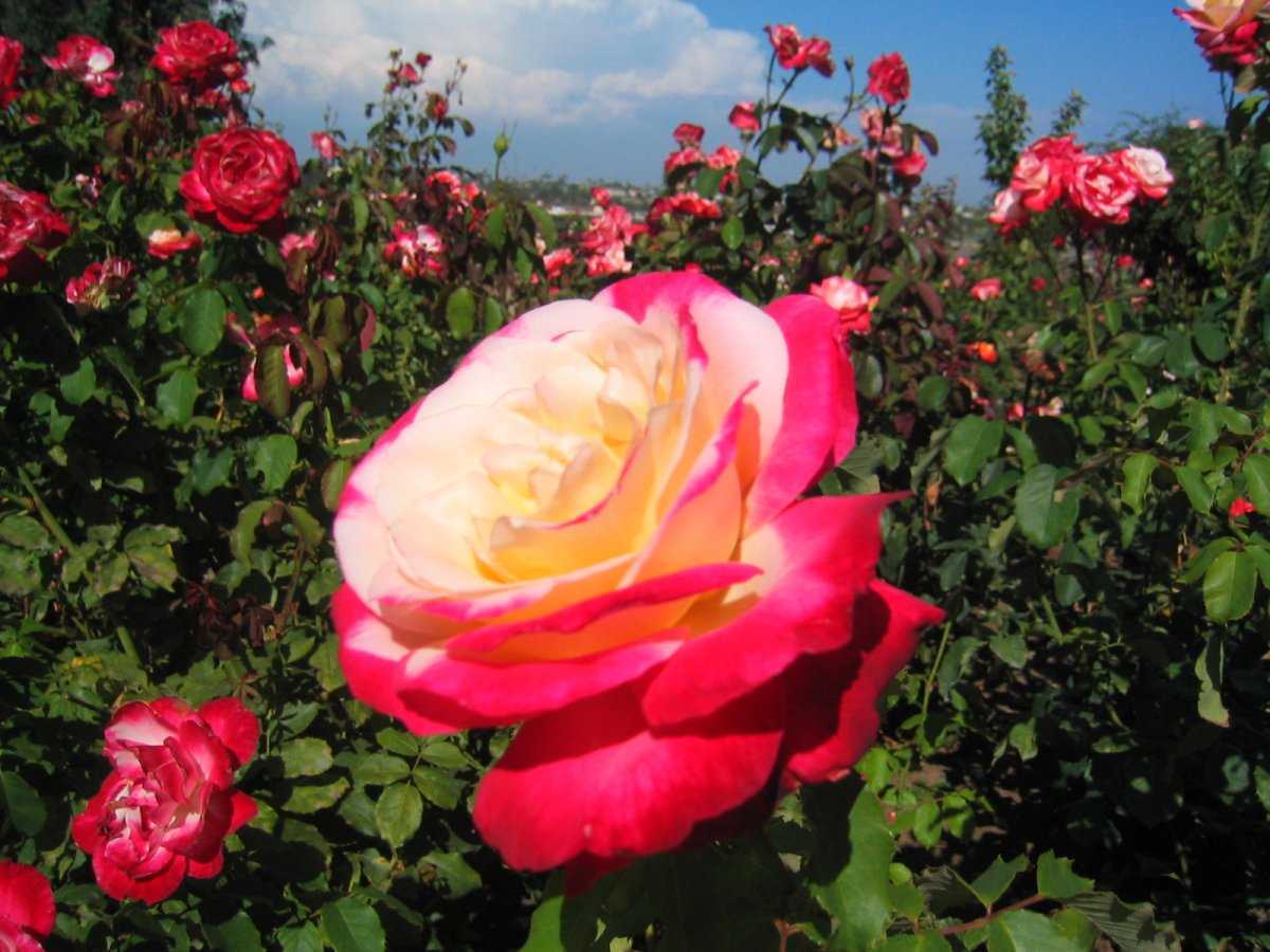 Versilia – изысканная чайно-гибридная роза нежного персикового цвета от компании nirp international