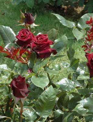 Роза плетистая «розариум ютерсен»: описание сорта, фото и отзывы