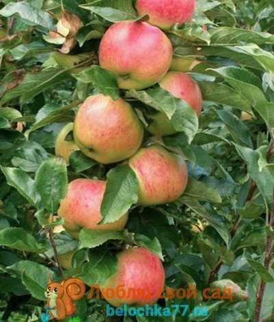 Правильная обрезка колоновидных яблонь. рекомендации профессиональных садоводов