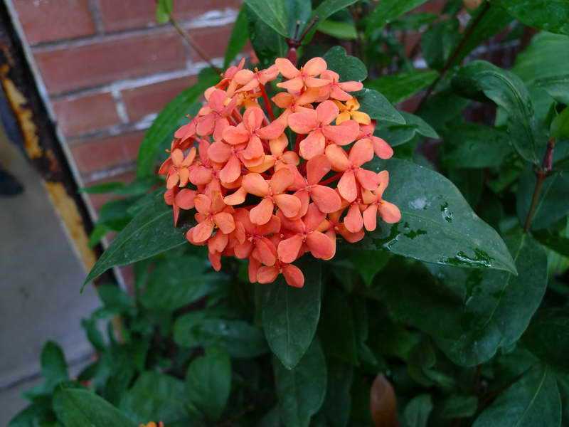 Иксора, удивительное растение в домашнем саду