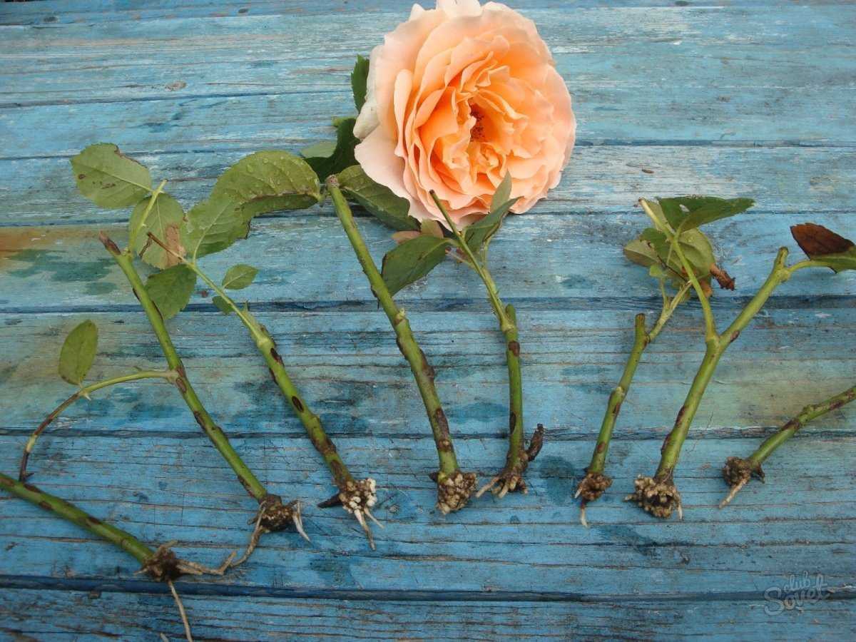 Представляем изящную красавицу розу абрахам дерби — все, от описания до фото цветка