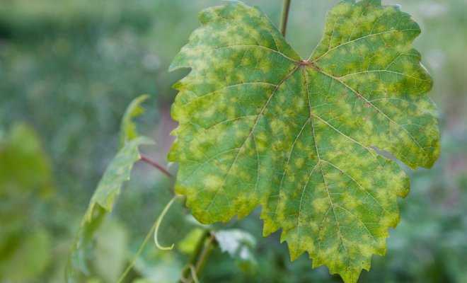 Обработка винограда от болезней и вредителей - vinograd-loza