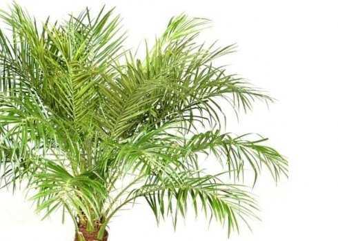 Финиковая пальма уход и содержание в домашних условиях