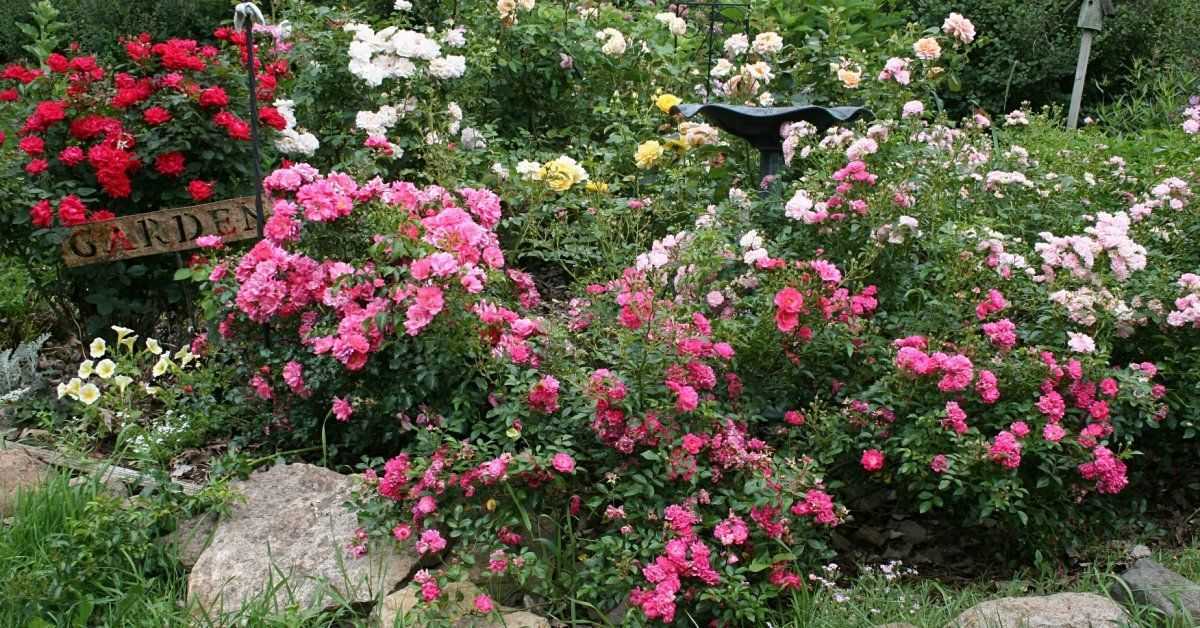 Канадские розы: сорта, фото, описание, уход, отзывы
