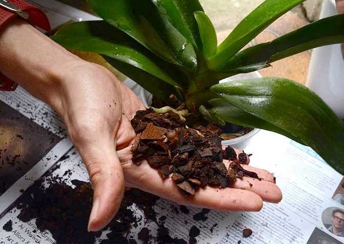 Как спасти орхидею без корней и с вялыми листьями: правильная реанимация сухой и повреждённой корневой системы