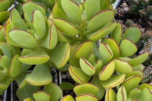Суккулент котиледон: особенности рода и выращивание растения