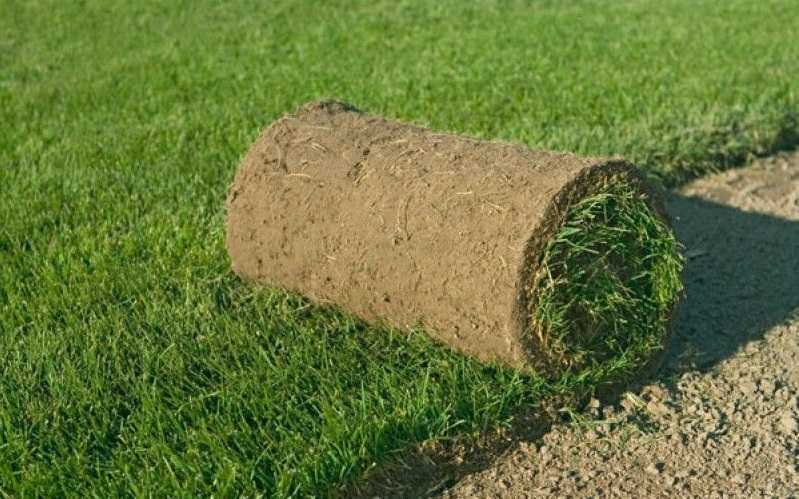 Посевной газон: устройство, плюсы и минусы. лучше ли он рулонной газонной травы и какой газон выбрать для частного дома? технология укладки
