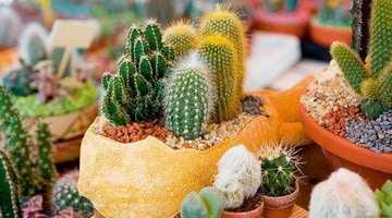 Болезни и вредители кактусов и суккулентов: виды и описание, фото