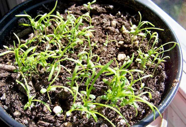 Выращивание брахикомы иберисолистной из семян: посадка и уход в открытом грунте