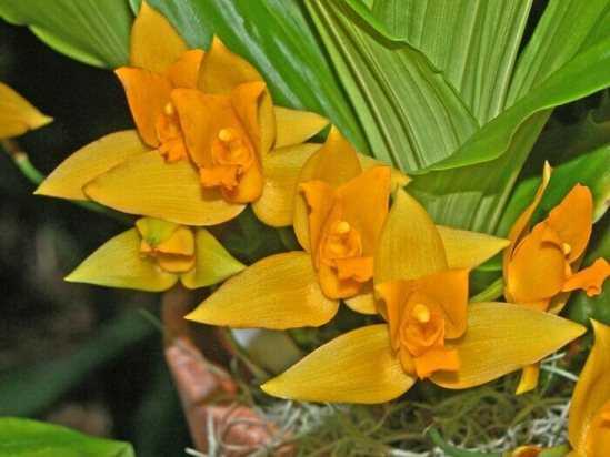 Ликаста, выращиваем прекрасную орхидею в домашних условиях